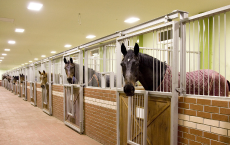 Paardenhouderij hippische sector